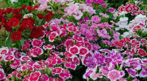 陽臺精品之美國石竹 花香襲人，花態優美的養花入門選擇