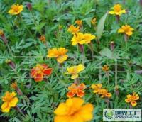 長期供應優質草花、苗木、地被，歡迎新老客戶洽談合作