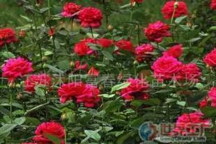 批發品種月季、香水月季等苗木 農副產品的綠色商機