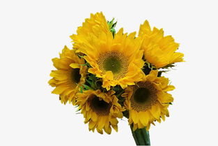 新鮮向日葵花朵高清素材免費下載 千庫網圖片編號5044136