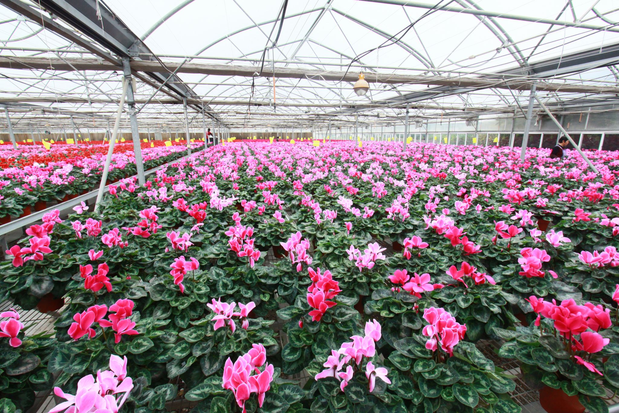 科技賦能仙客來(lái)綻放“花樣經(jīng)濟(jì)”，水果產(chǎn)業(yè)迎來(lái)新機(jī)遇