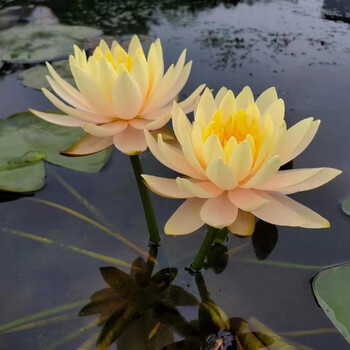 24款高中低檔水生花卉東分檔排行 從入門(mén)到專業(yè)，打造靈動(dòng)水景