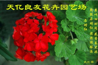 銀葉菊、醉蝶花與繁星花市場(chǎng)概覽及水果行業(yè)觀察