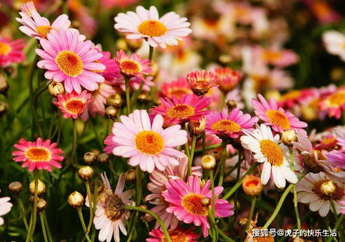 清雅映日，紅艷如霞——精品荷花‘水果’的獨(dú)特魅力